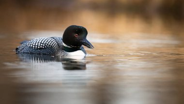 Kanadalı deli doğada