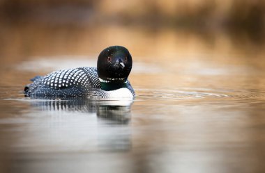 Kanadalı deli doğada