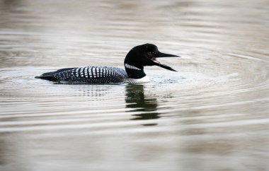 Kanadalı deli doğada