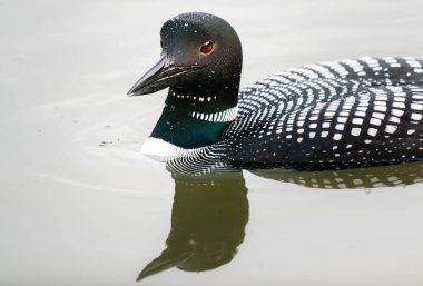 Kanadalı deli doğada