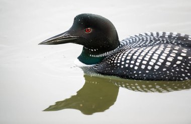Kanadalı deli doğada