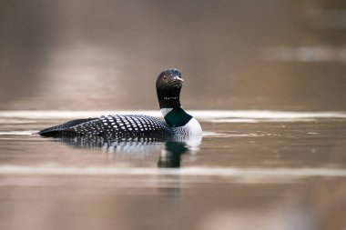 Kanadalı deli doğada