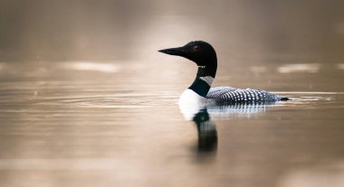 Kanadalı deli doğada