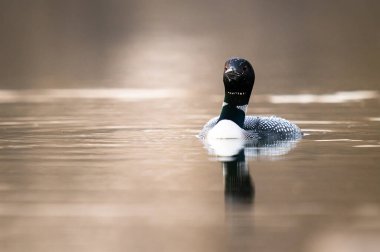 Kanadalı deli doğada