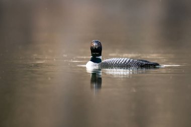 Kanadalı deli doğada