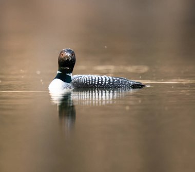 Kanadalı deli doğada
