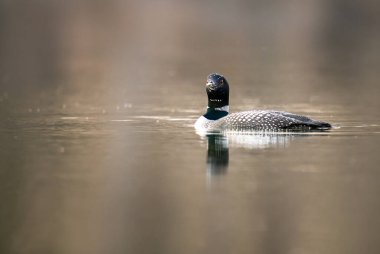 Kanadalı deli doğada
