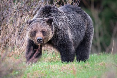 Vahşi doğada boz ayı