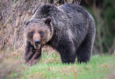 Vahşi doğada boz ayı
