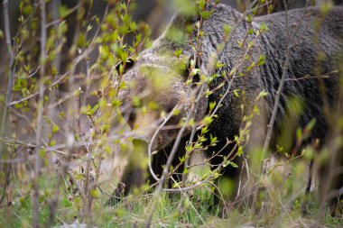 Vahşi doğada boz ayı