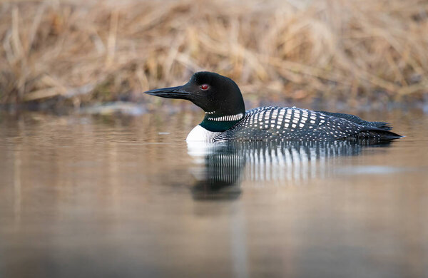 Canadian loon in the spring