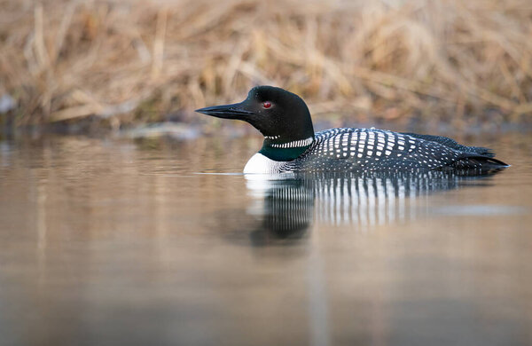 Canadian loon in the wild