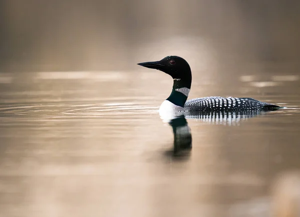 Kanadalı deli doğada