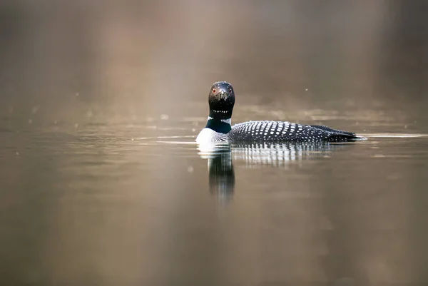 Loon Canadiense Naturaleza — Foto de Stock