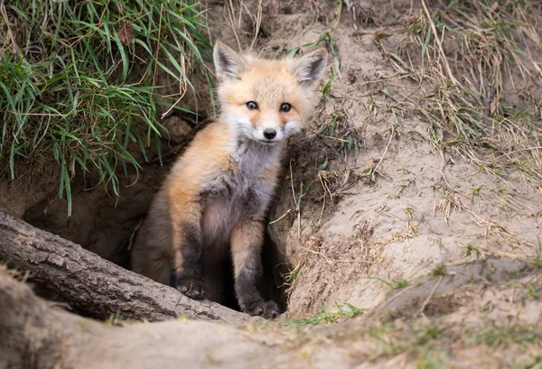 Kit Volpe Rossa Natura — Foto Stock