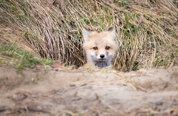 Zestaw Red Fox Środowisku Naturalnym — Zdjęcie stockowe