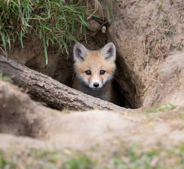 Zestaw Red Fox Środowisku Naturalnym — Zdjęcie stockowe