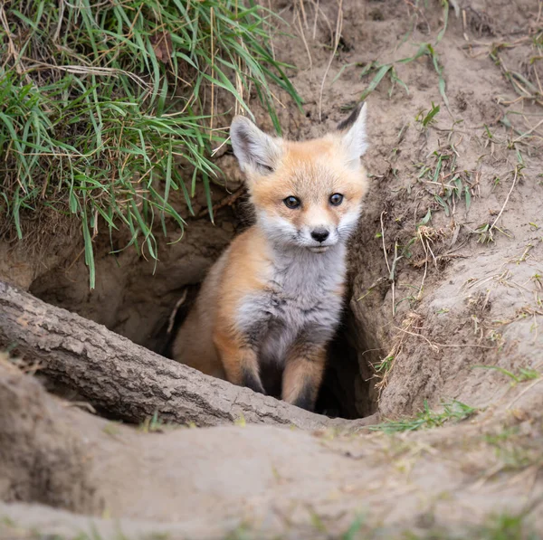 Kit Renard Roux Dans Nature — Photo