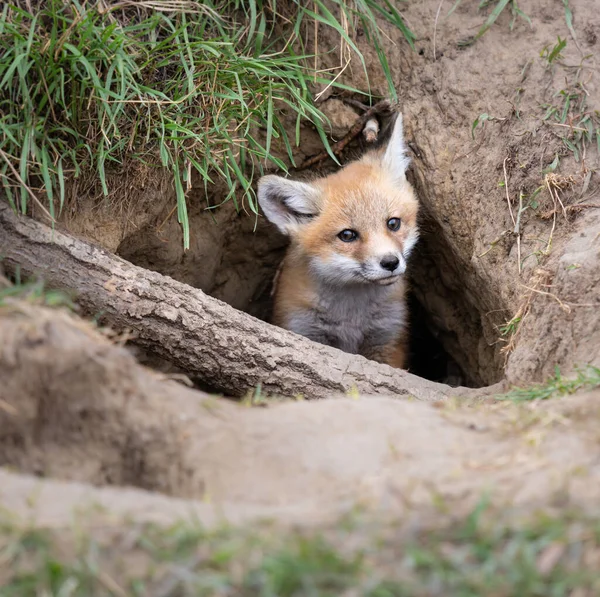 Rode Vos Kit Het Wild — Stockfoto