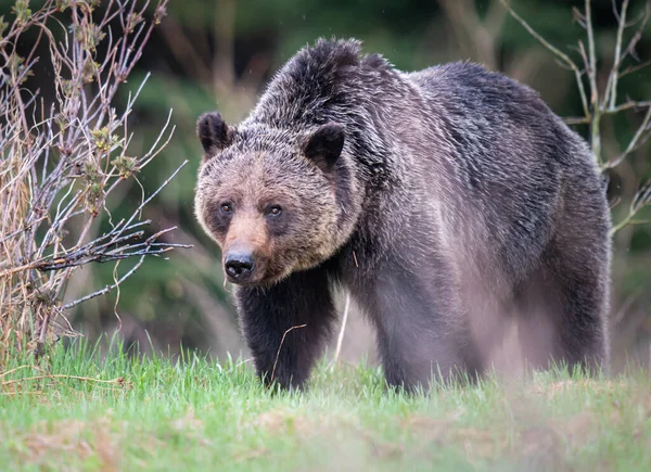 Orso Grizzly Natura — Foto Stock