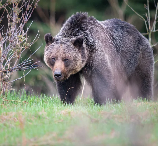 Orso Grizzly Natura — Foto Stock