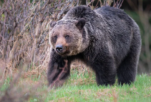 Orso Grizzly Natura — Foto Stock