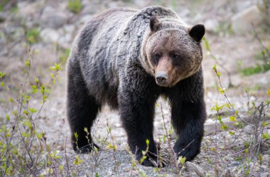 Vahşi doğada boz ayı
