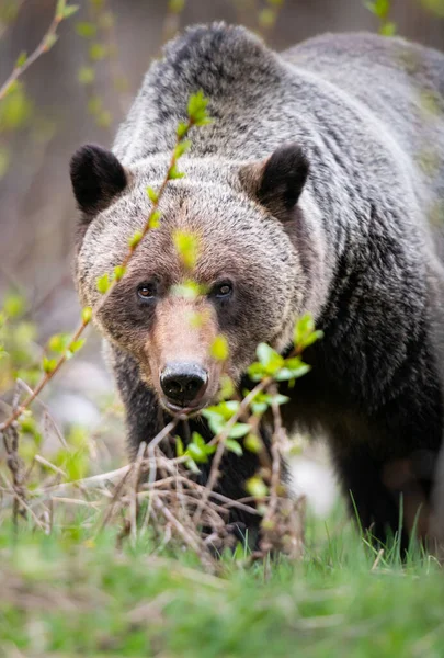 Orso Grizzly Natura — Foto Stock