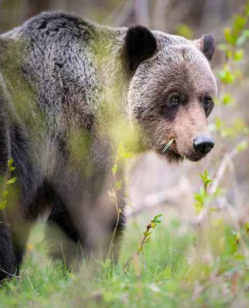 Grizzly Beer Het Wild — Stockfoto