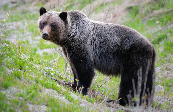 Niedźwiedź Grizzly Dziczy — Zdjęcie stockowe