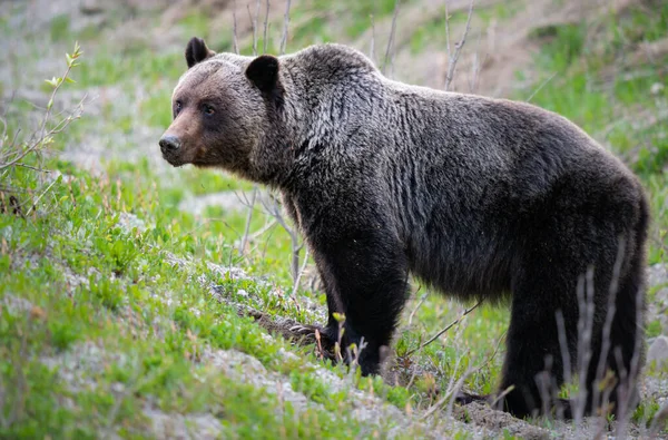 Urso Pardo Natureza — Fotografia de Stock