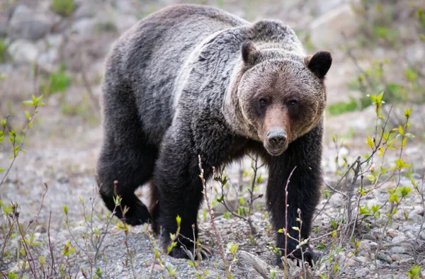 Medvěd Grizzly Divočině — Stock fotografie