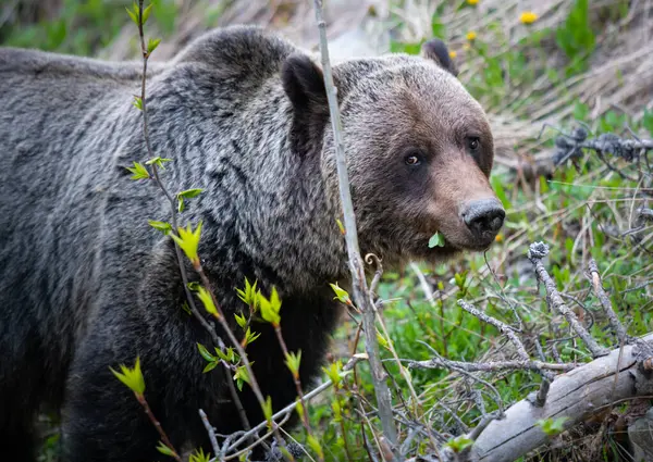 Medvěd Grizzly Divočině — Stock fotografie