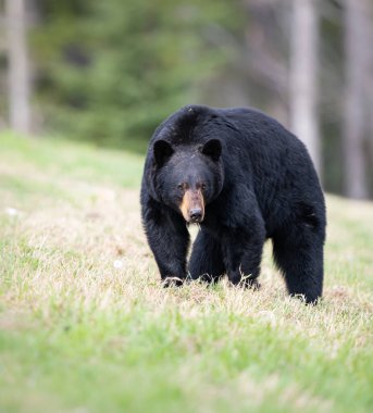 Kara ayı vahşi doğada