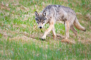 Vahşi doğadaki gri kurt