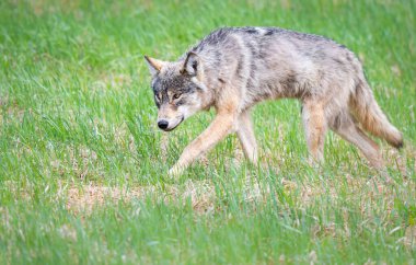 Vahşi doğadaki gri kurt