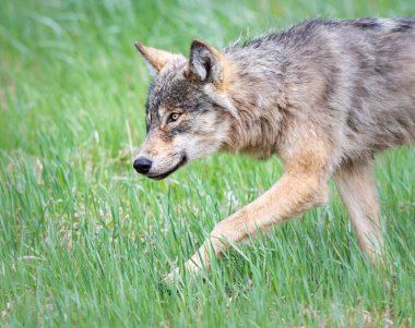 Vahşi doğadaki gri kurt