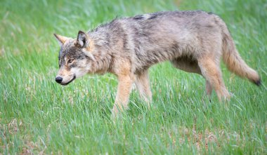 Vahşi doğadaki gri kurt