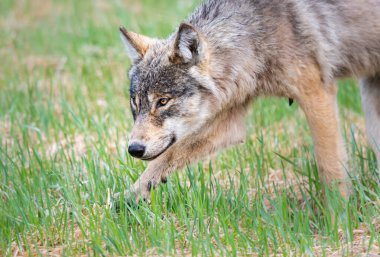 Vahşi doğadaki gri kurt