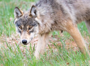 Kanada vahşi doğasında kurt