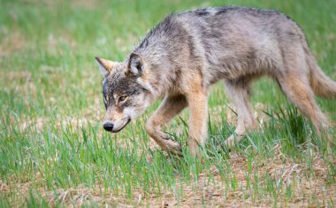 Kanada vahşi doğasında kurt