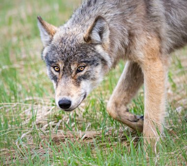 Kanada vahşi doğasında kurt