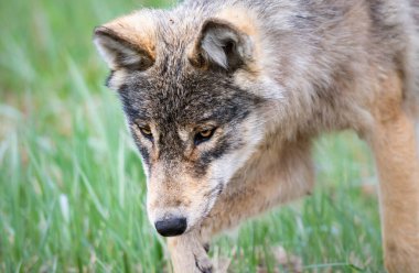 Kanada vahşi doğasında kurt