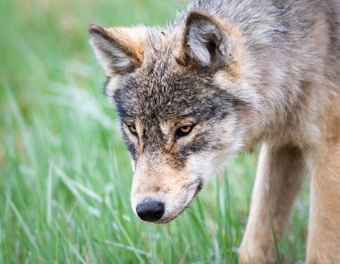Kanada vahşi doğasında kurt