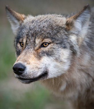 Kanada vahşi doğasında kurt