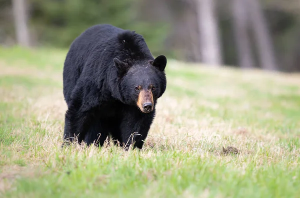 Orso Nero Natura — Foto Stock