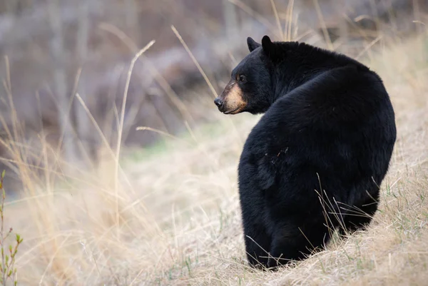 Urso Negro Natureza — Fotografia de Stock