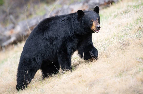 Oso Negro Naturaleza — Foto de Stock