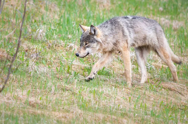 Grijze Wolf Het Wild — Stockfoto