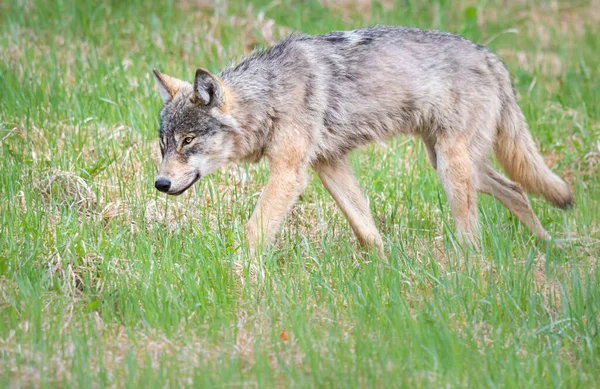 Grijze Wolf Het Wild — Stockfoto